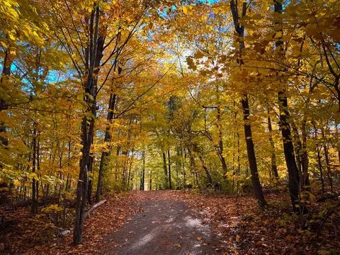 Peaceful park pathway with trees creating natural canopy overhead